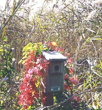 Cape Cod Bluebird House - Joan Henderson, Stafford, PA